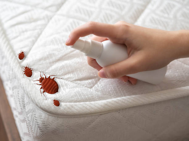 Best Termite Control Services  in Lemoore, CA