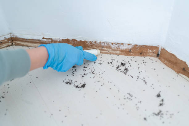 Best Flea Control Services  in Lemoore, CA